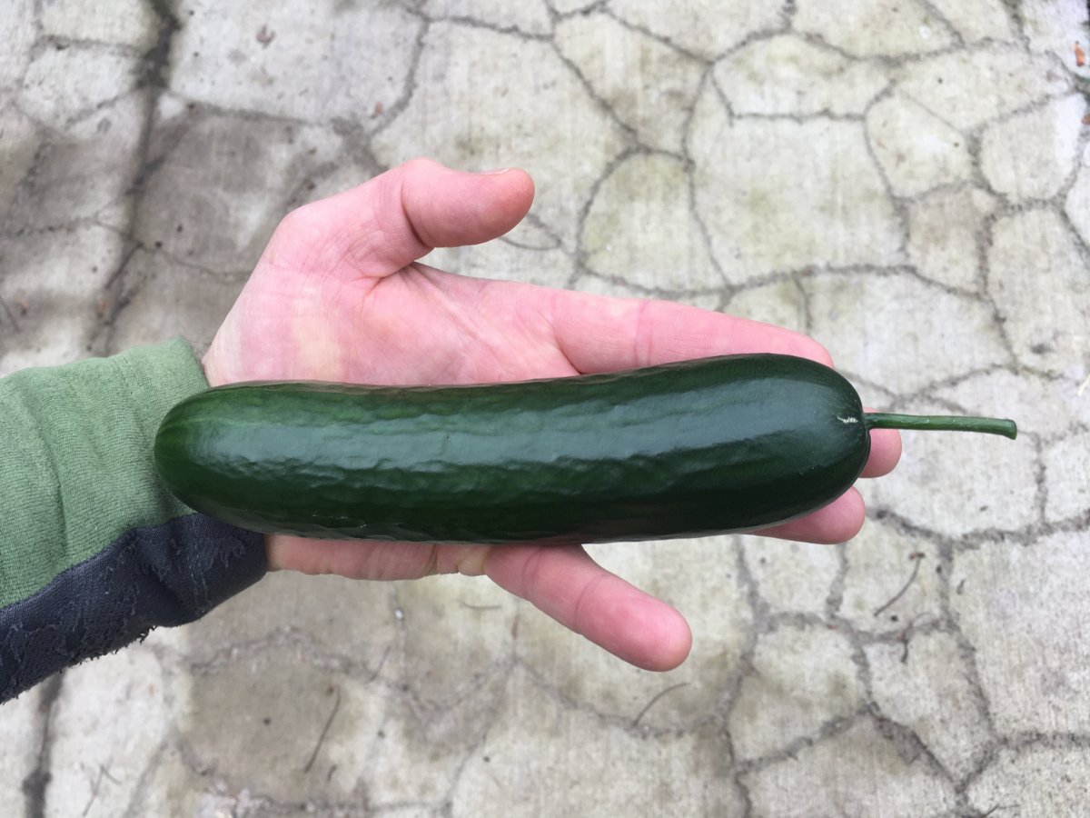 Cucumbers Available